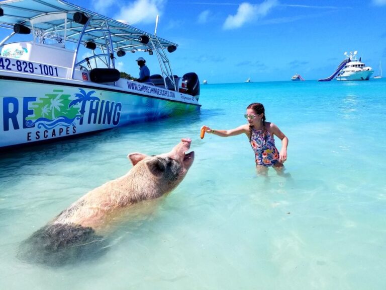 swimming-pigs in Nassau The Bahamas