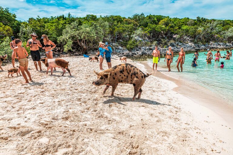 swimming with pigs nassau